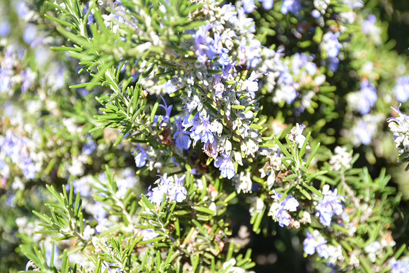 Blue Spires Rosemary (Rosmarinus officinalis 'Blue Spires') at Family Tree Nursery