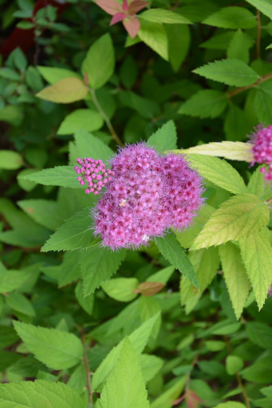 Double Play Candy Corn Spirea (Spiraea japonica 'NCSX1') at Family Tree Nursery