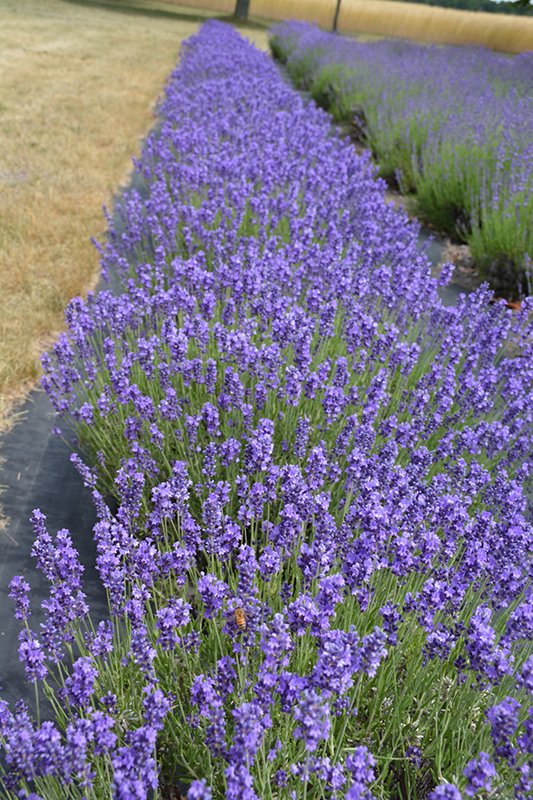 Hidcote Lavender (Lavandula angustifolia 'Hidcote') at Family Tree Nursery