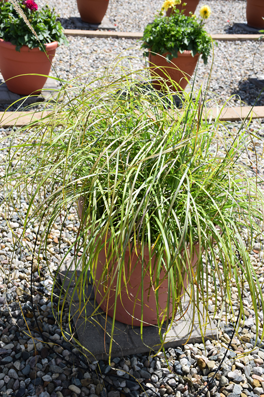 Little Miss Maiden Grass (Miscanthus sinensis 'Little Miss') at Family Tree Nursery