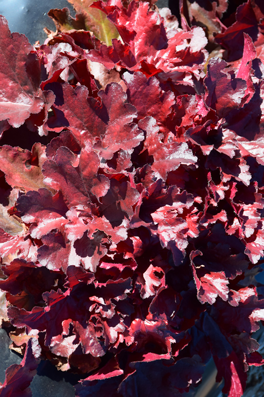 Forever Red Coral Bells (Heuchera 'Forever Red') at Family Tree Nursery