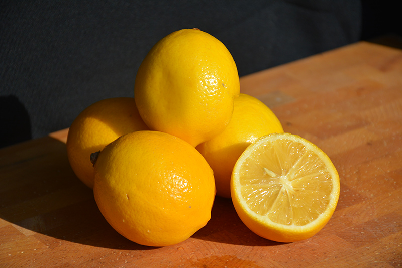 Meyer Lemon (Citrus x meyeri) at Family Tree Nursery