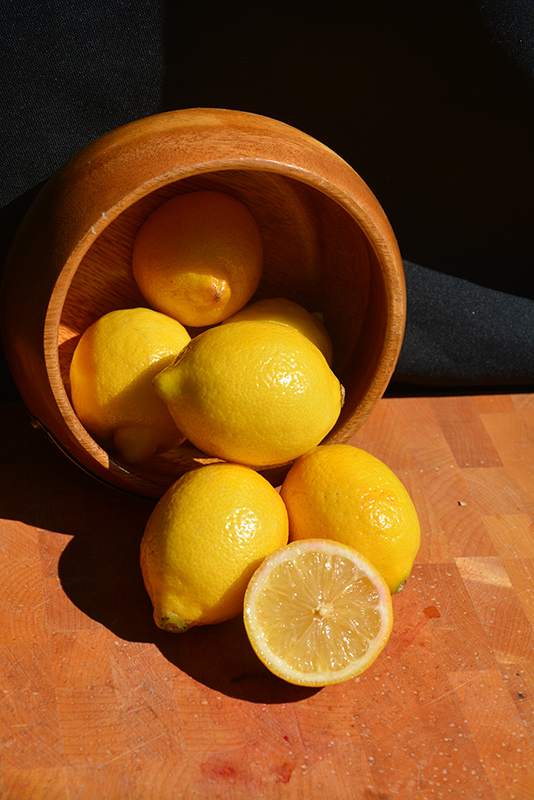 Improved Meyer Lemon (Citrus x meyeri 'Meyer Improved') at Family Tree Nursery