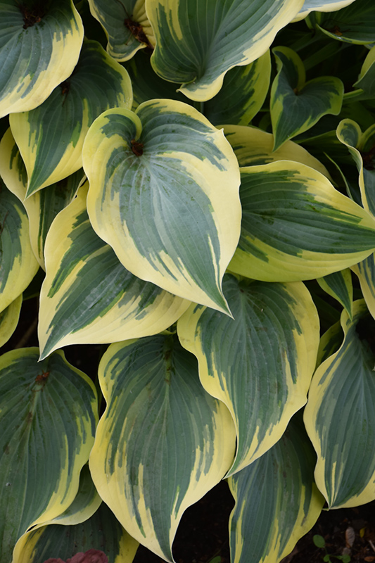 First Frost Hosta (Hosta 'First Frost') at Family Tree Nursery