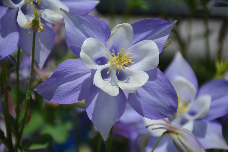 Origami Blue and White Columbine (Aquilegia 'Origami Blue and White') at Family Tree Nursery