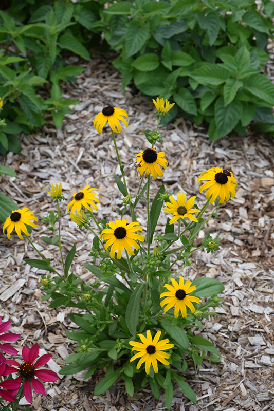 Click to view a full-size photo of