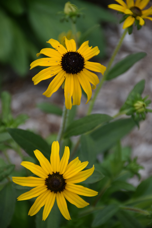 Click to view a full-size photo of