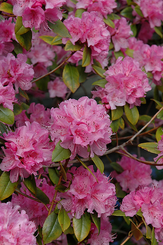 Click to view a full-size photo of Olga Mezitt Rhododendron (Rhododendron 'Olga Mezitt') at Family Tree Nursery Olga Mezitt Rhododendron (Rhododendron 'Olga Mezitt') at Family Tree Nursery