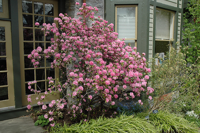 Click to view a full-size photo of Olga Mezitt Rhododendron (Rhododendron 'Olga Mezitt') at Family Tree Nursery Olga Mezitt Rhododendron (Rhododendron 'Olga Mezitt') at Family Tree Nursery