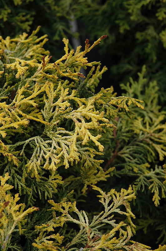 Click to view a full-size photo of Kamaeni Hiba Hinoki Falsecypress (Chamaecyparis obtusa 'Kamaeni Hiba') at Family Tree Nursery Kamaeni Hiba Hinoki Falsecypress (Chamaecyparis obtusa 'Kamaeni Hiba') at Family Tree Nursery
