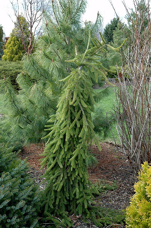 Frohburg Norway Spruce (Picea abies 'Frohburg') at Family Tree Nursery