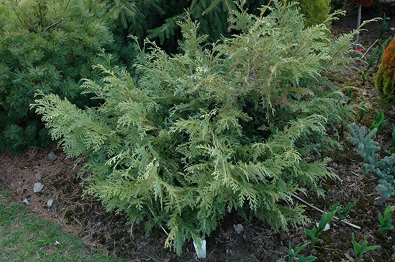 Glauca Prostrata Korean Arborvitae (Thuja koraiensis 'Glauca Prostrata') at Family Tree Nursery