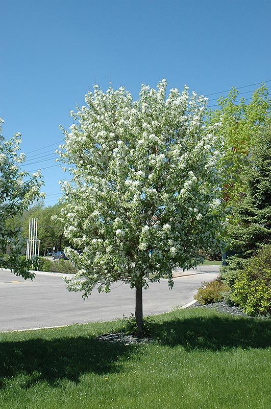 Click to view a full-size photo of Spring Snow Flowering Crab (Malus 'Spring Snow') at Family Tree Nursery Spring Snow Flowering Crab (Malus 'Spring Snow') at Family Tree Nursery