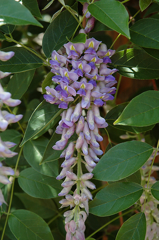 Click to view a full-size photo of Summer Cascade Wisteria (Wisteria macrostachya 'Betty Matthews') at Family Tree Nursery Summer Cascade Wisteria (Wisteria macrostachya 'Betty Matthews') at Family Tree Nursery
