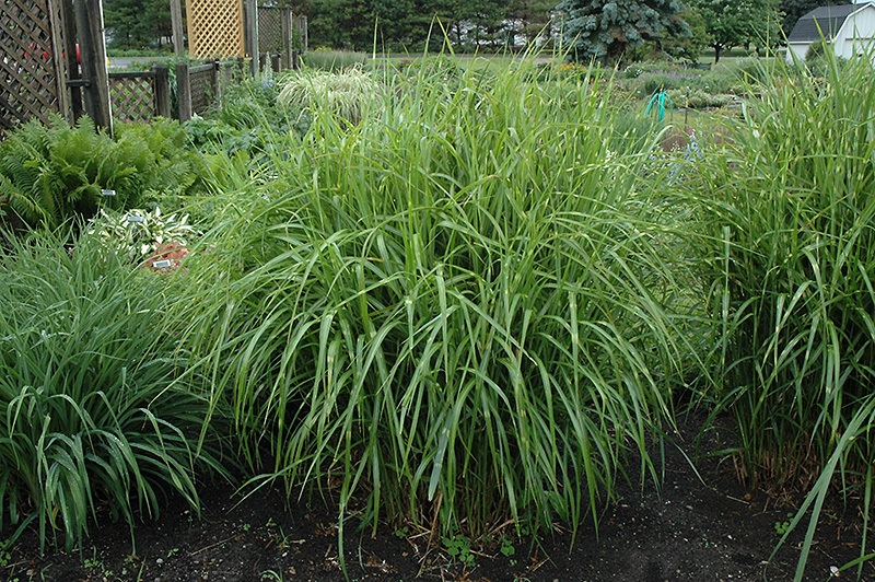 Porcupine Grass (Miscanthus sinensis 'Strictus') at Family Tree Nursery