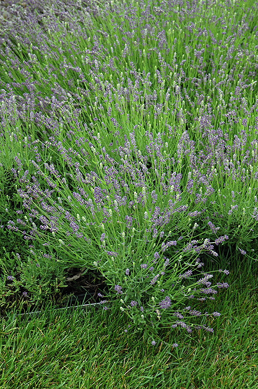 Essence Purple Lavender (Lavandula angustifolia 'Essence Purple') at Family Tree Nursery
