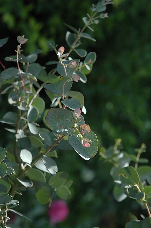 Silver Drop Cider Gum (Eucalyptus gunnii 'Silver Drop') at Family Tree Nursery