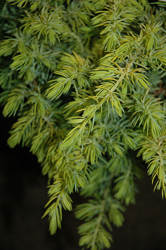 Golden Pacific Shore Juniper (Juniperus conferta 'sPg-3-016') at Family Tree Nursery