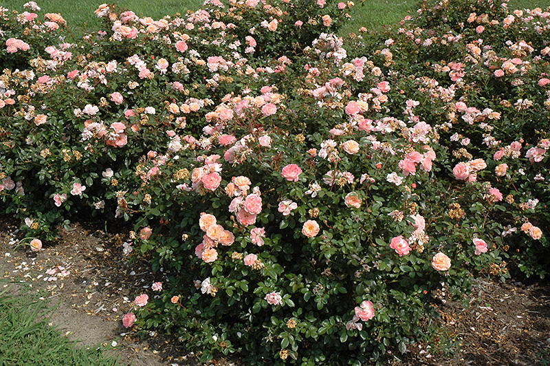Apricot Drift Rose (Rosa 'Meimirrote') at Family Tree Nursery