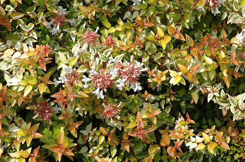 Kaleidoscope Abelia (Abelia x grandiflora 'Kaleidoscope') at Family Tree Nursery