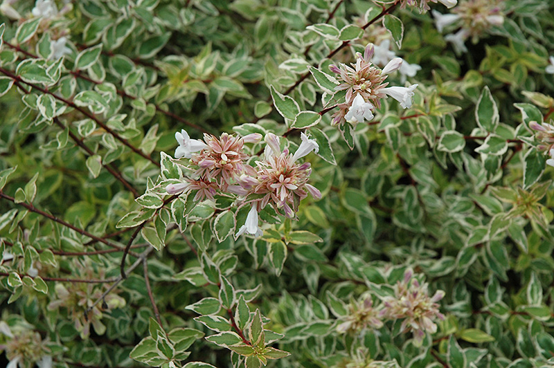 Radiance Abelia (Abelia x grandiflora 'Radiance') at Family Tree Nursery