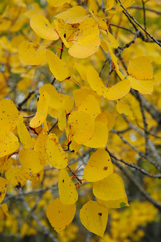 Click to view a full-size photo of Pike Bay Quaking Aspen (Populus tremuloides 'Pike Bay') at Family Tree Nursery Pike Bay Quaking Aspen (Populus tremuloides 'Pike Bay') at Family Tree Nursery