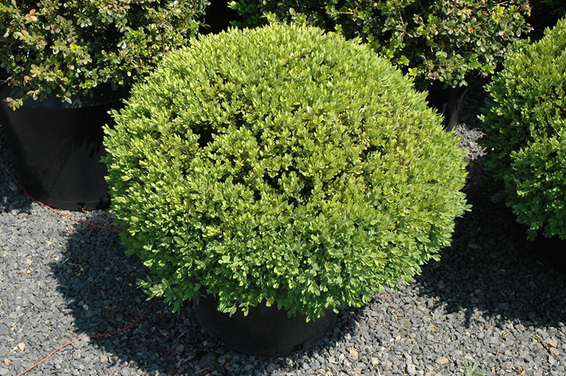 Green Velvet Boxwood (globe form) (Buxus 'Green Velvet (globe)') at Family Tree Nursery