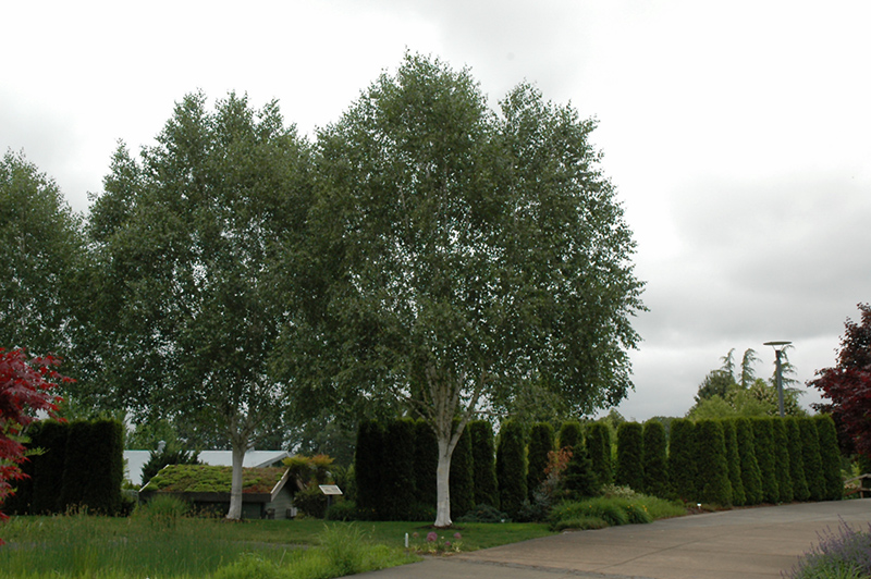 Whitebark Himalayan Birch (Betula utilis 'var. jacquemontii') at Family Tree Nursery