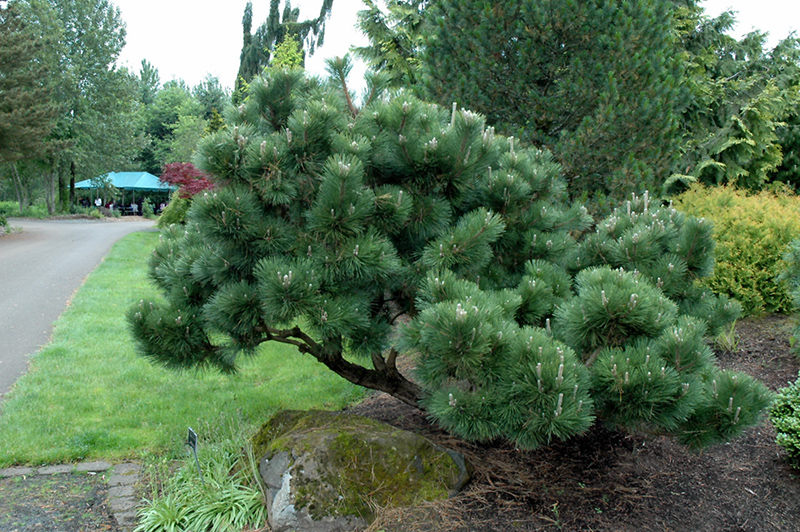 Thunderhead Japanese Black Pine (Pinus thunbergii 'Thunderhead') at Family Tree Nursery