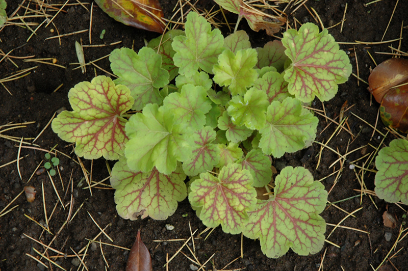 Electric Lime Coral Bells (Heuchera 'Electric Lime') at Family Tree Nursery