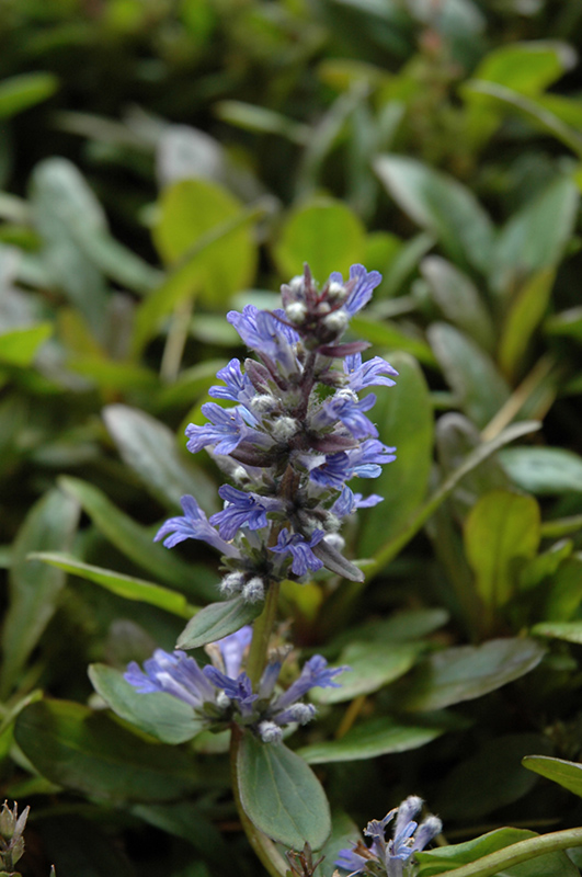 Blueberry Muffin Bugleweed (Ajuga reptans 'Blueberry Muffin') at Family Tree Nursery
