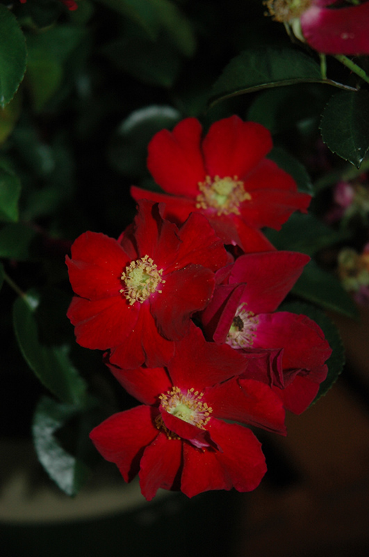 Flower Carpet Red Rose (Rosa 'Flower Carpet Red') at Family Tree Nursery