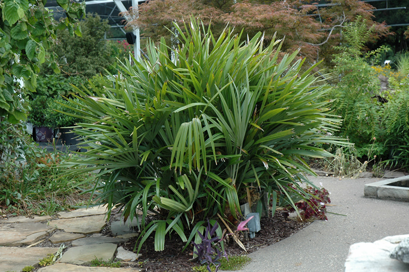 Needle Palm (Rhapidophyllum hystrix) at Family Tree Nursery