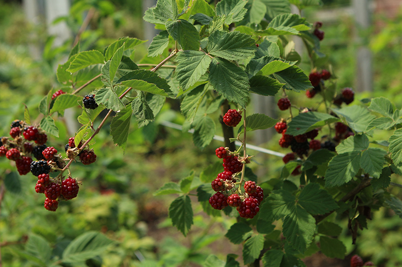 Click to view a full-size photo of Chester Thornless Blackberry (Rubus 'Chester') at Family Tree Nursery Chester Thornless Blackberry (Rubus 'Chester') at Family Tree Nursery