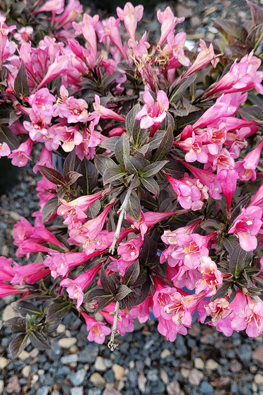 Click to view a full-size photo of Date Night Stunner Weigela (Weigela florida 'Spring 2') at Family Tree Nursery Date Night Stunner Weigela (Weigela florida 'Spring 2') at Family Tree Nursery