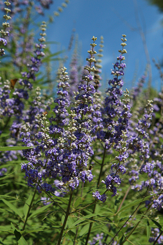 Click to view a full-size photo of Delta Blues Chaste Tree (Vitex agnus-castus 'PIIVAC-I') at Family Tree Nursery Delta Blues Chaste Tree (Vitex agnus-castus 'PIIVAC-I') at Family Tree Nursery