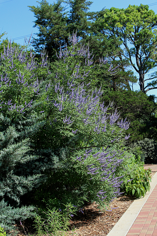 Click to view a full-size photo of Delta Blues Chaste Tree (Vitex agnus-castus 'PIIVAC-I') at Family Tree Nursery Delta Blues Chaste Tree (Vitex agnus-castus 'PIIVAC-I') at Family Tree Nursery