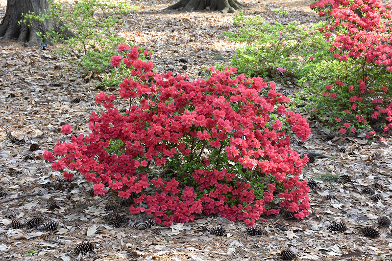 Girard's Crimson Azalea (Rhododendron 'Girard's Crimson') at Family Tree Nursery