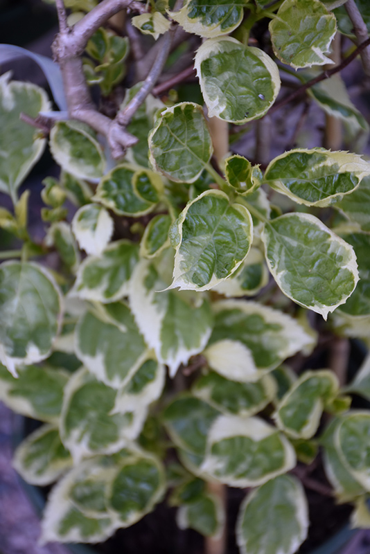 Click to view a full-size photo of Lacy Hearts Japanese Hydrangea Vine (Schizophragma elliptifolium 'MonHart') at Family Tree Nursery Lacy Hearts Japanese Hydrangea Vine (Schizophragma elliptifolium 'MonHart') at Family Tree Nursery