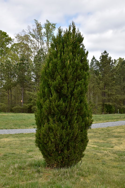 Spartan Juniper (Juniperus chinensis 'Spartan') at Family Tree Nursery