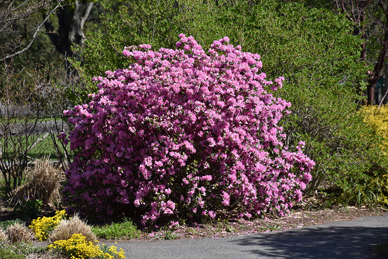 P.J.M. Elite Rhododendron (Rhododendron 'P.J.M. Elite') at Family Tree Nursery