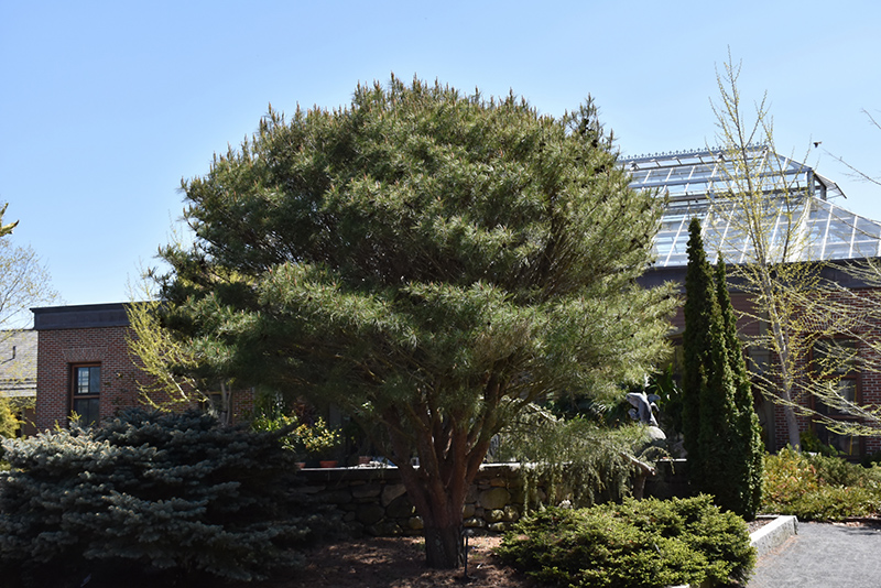 Click to view a full-size photo of Japanese Umbrella Pine (Pinus densiflora 'Umbraculifera') at Family Tree Nursery Japanese Umbrella Pine (Pinus densiflora 'Umbraculifera') at Family Tree Nursery