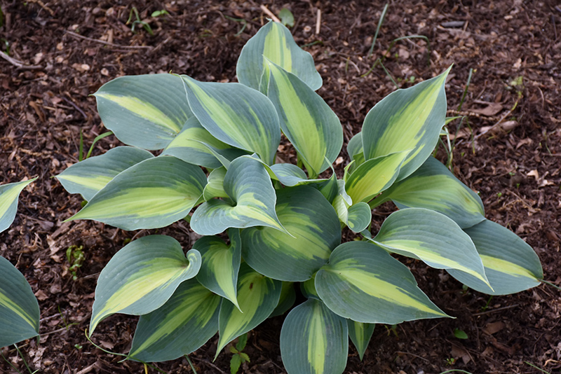 Touch Of Class Hosta (Hosta 'Touch Of Class') at Family Tree Nursery