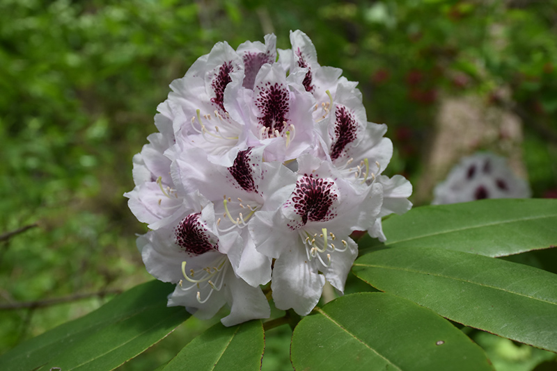 Calsap Rhododendron (Rhododendron 'Calsap') at Family Tree Nursery