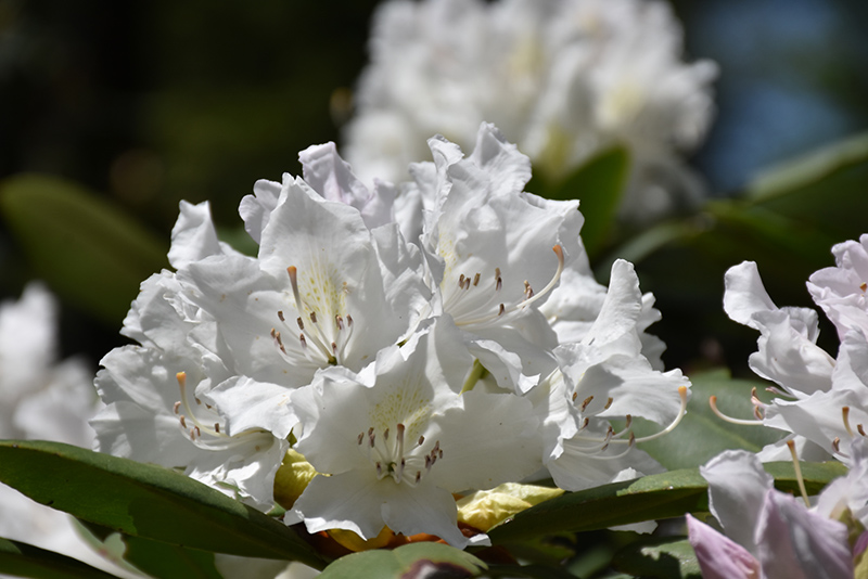 Boule de Neige Rhododendron (Rhododendron 'Boule de Neige') at Family Tree Nursery