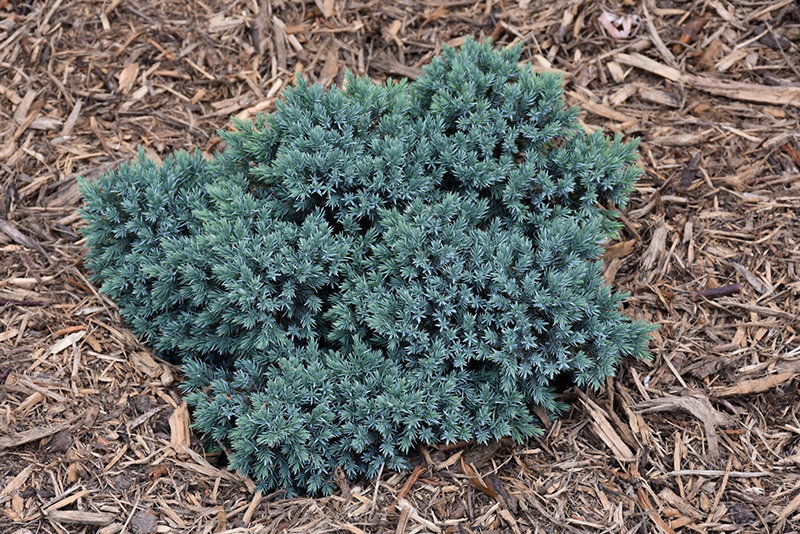 Blue Star Juniper (Juniperus squamata 'Blue Star') at Family Tree Nursery