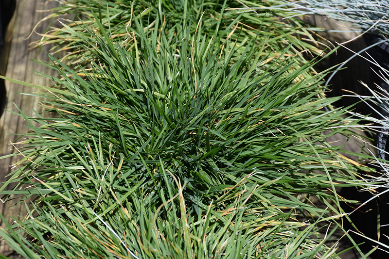 Pixie Fountain Tufted Hair Grass (Deschampsia cespitosa 'Pixie Fountain') at Family Tree Nursery