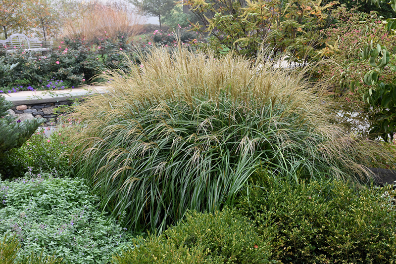Adagio Maiden Grass (Miscanthus sinensis 'Adagio') at Family Tree Nursery