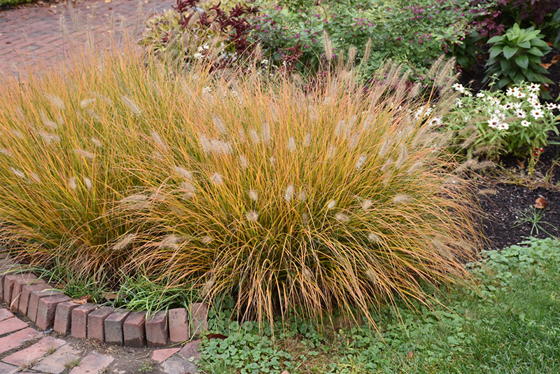 Hameln Dwarf Fountain Grass (Pennisetum alopecuroides 'Hameln') at Family Tree Nursery