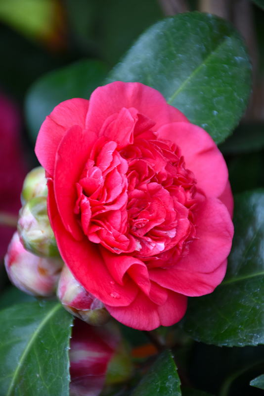 April Tryst Camellia (Camellia japonica 'April Tryst') at Family Tree Nursery
